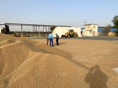انتقال صدها هزار تن گندم خریداری شده خوزستان به انبارها و سیلوها در پی بارندگی‌های اخیر
