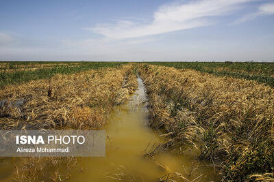 خسارت به ۱۰۰ هزار هکتار از مزارع گندم خوزستان