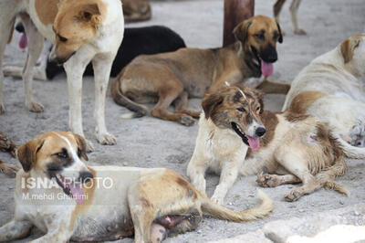 عقیم‌سازی ۶۰۰ قلاده سگ در اراک