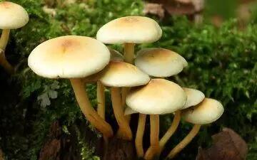 این قارچ‌ها سمی هستند، به هیچ وجه نخورید