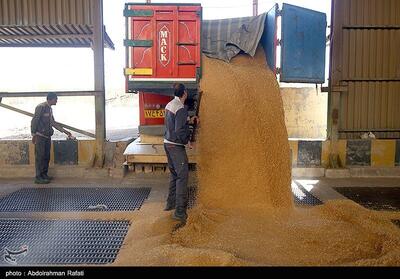 صدها هزار تن گندم خوزستان به سیلوها منتقل شد - تسنیم