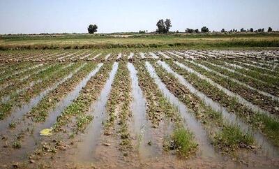 خسارت بی سابقه باران به بخش کشاورزی کشور