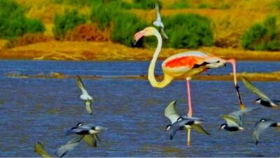 حضور ۷ گونه پرنده مهاجر در تالاب بین‌المللی هامون