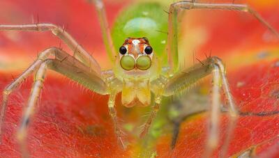 زیبایی‌های کوچک جنگل‌های کاستاریکا: عنکبوت پرشگر ماگنولیا سبز (عکس)