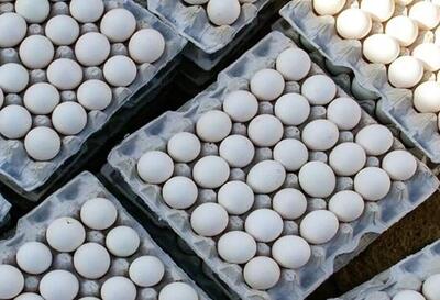 تخم مرغ ارزان می‌شود؟