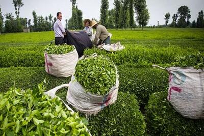 آغاز خرید تضمینی برگ سبز چای در کشور