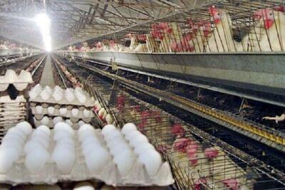 تخم‌مرغ ایرانی به این کشور صادر می‌شود