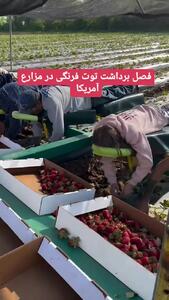 (ویدئو) برداشت توت‌فرنگی در مزارع آمریکا