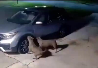 (ویدئو) سگ ها به خاطر گربه یک ماشین را نابود کردند‌