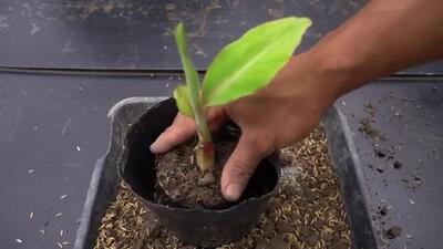 (ویدئو) ایده های عالی و آسان برای پرورش میوه موز در خانه