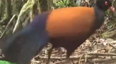 (ویدئو) دیده شدن پرنده‌ای که ۱۴۲ سال قبل منقرض شده بود!