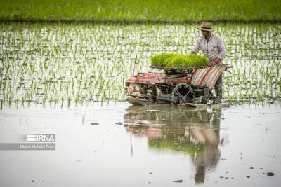 (تصاویر) فصل نشا برنج