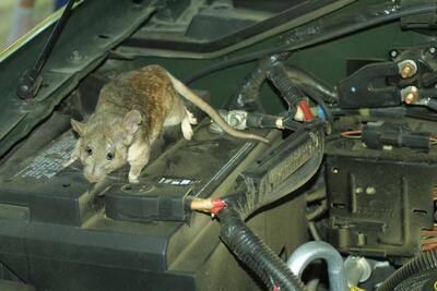 لانه کردن موش‌ها در پورشه گران قیمت + ویدئو | چیزی  از این خودرو باقی نگذاشتند!