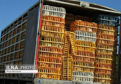 ذخیره‌سازی روزانه بیش از یکهزار تن مرغ گرم
