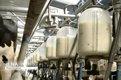 ضرورت احداث پالایشگاه شیر در مازندران/ شناسایی ۱۲۹ واحد راکد دامی