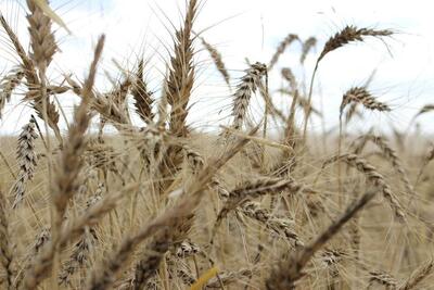 ‌حفاظت از ۲۰ هزار تن گندم در بارش‌های اخیر در منطقه جنوب فارس