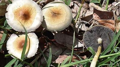 سمی ترین قارچ دنیا را بشناسید + آیا پادزهری برای قارچ های سمی وجود دارد؟