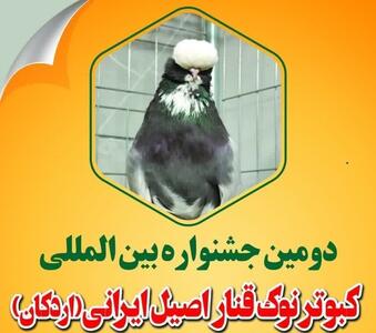 جشنواره «کبوتر نوک قنار اصیل ایرانی» در اردکان برگزار می شود