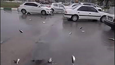 بینید/تصاویر باورنکردنی از بارش ماهی در یاسوج!+فیلم