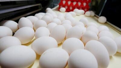 صادرات ۲۰۰ تن تخم‌مرغ برای نخستین بار به روسیه