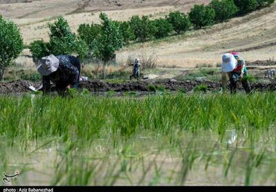 نشاکاری 106 هزار هکتار شالیزار در مازندران - تسنیم