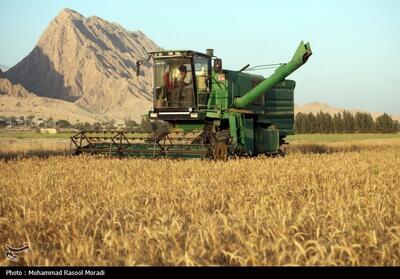 20 هزار تن گندم استان فارس از آسیب باران و سیل در امان ماند - تسنیم
