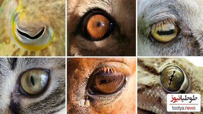 قوی ترین چشم را کدام حیوان دارد؟ | حیواناتی با قدرت بینایی خارق العاده