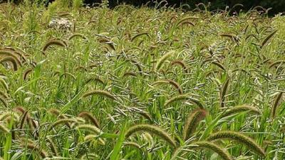 سم‌پاشی ۱۵ هکتار از مزارع گندم مهاباد علیه آفت زنگ زرد