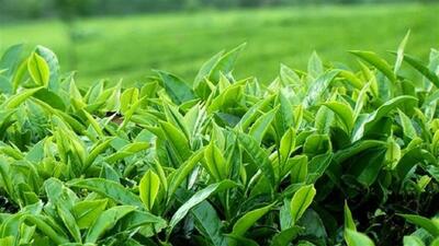 چین بهاره برگ سبز چای در باغ‌های شمال