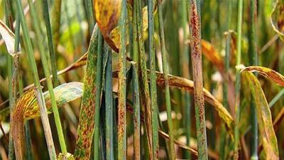 ضرورت مقابله با بیماری زنگ زرد در مزارع گندم دیم کشور