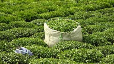 بیش از ۱۳۰ کارخانه مشغول خرید برگ سبز چای هستند