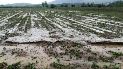 خسارت ۳۹ میلیارد تومانی سیلاب به حوزه کشاورزی خراسان شمالی