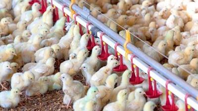 جوجه ریزی بیش از ۴ میلیون قطعه‌ در واحد‌های پرورش مرغ استان قزوین