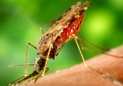 هشدار قرمز برای شیوع مالاریا در این استان