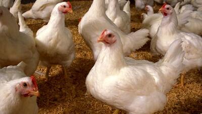 چگونه بازار مرغ ترکمنستان را از دست دادیم؟