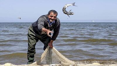 صادرات ماهیان سردآبی به کشورهای حاشیه خزر