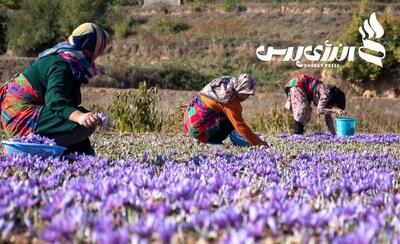 امضا پروژه جدید ایران و فائو در زمینه تولید زعفران