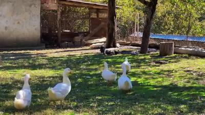 (ویدئو) پخت دیدنی 6 مرغ در تنور به سبک و سیاق یک زوج مسن روستایی آذربایجانی