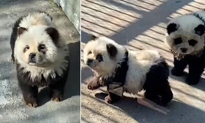 (ویدئو+ عکس) اقدام خنده دار باغ وحشی در چین؛ جا زدن سگ های چاو چاو به جای پاندا