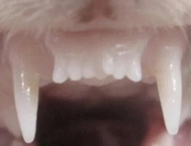 جزئیات اولین داروی رشد مجدد دندان
