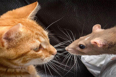 گربه‌های تهران، دیگر موش نمی‌گیرند/ غذارسانی به حیوانات خیابانی اقدام خیر خواهانه‌ای است؟
