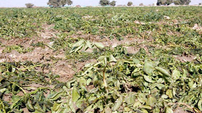 کشاورزی فارس ۴۸ هزار میلیارد ریال از سیل خسارت دید
