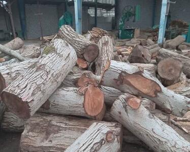 کشف ۱.۶ تن چوب قاچاق تاغ در شاهرود