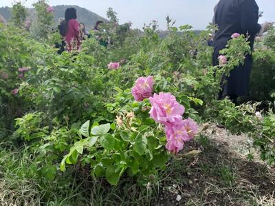 افزایش تولید گل محمدی در خراسان شمالی با بارش‌های بهاری