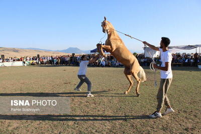 برگزاری هجدهمین جشنواره ملی اسب اصیل ترکمن در کلاله