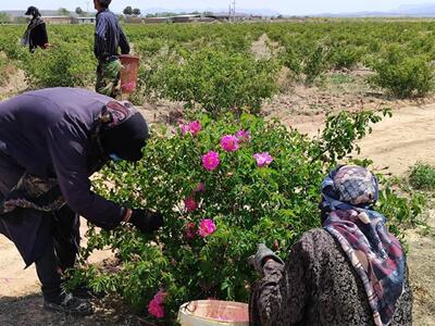 پیش بینی برداشت ۸۸۱ تن گل محمدی در خراسان جنوبی