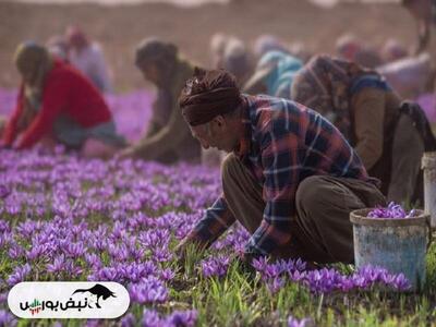 ایران و فائو در زمینه تولید زعفران پروژه جدید امضا کردند
