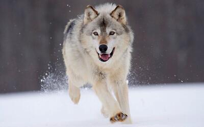 ۴ افسانه غیرواقعی درباره گرگ‌ها