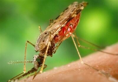هشدار احتمال شیوع مالاریا در سیستان و بلوچستان - تسنیم