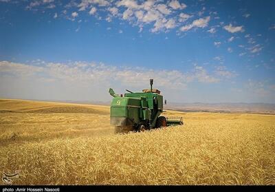 تولید بیش از 34 هزار تن گندم در استان بوشهر - تسنیم